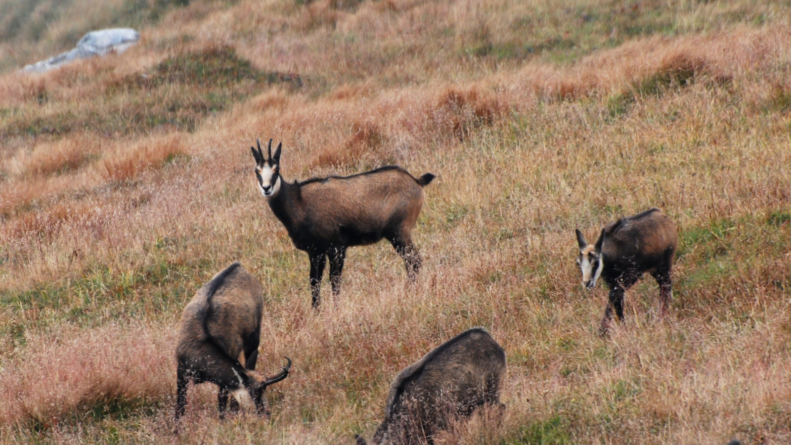 observation chamois