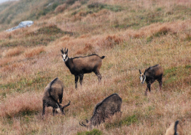 observation chamois