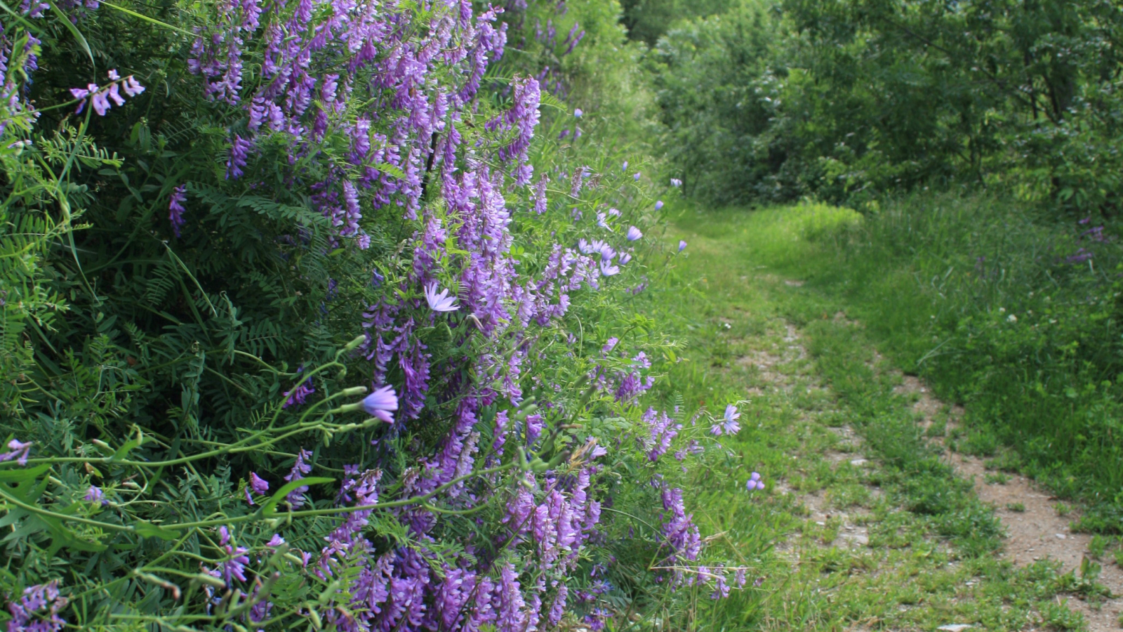 Sentier des Vignes - Bozel