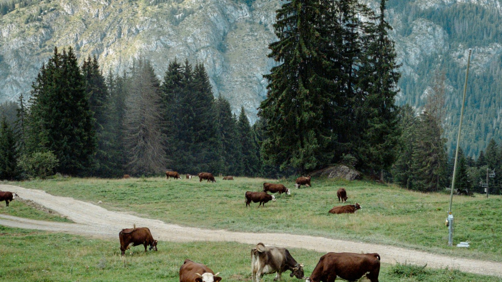 Régis avec ses vaches en pâture à l'alpage Lou M'nias