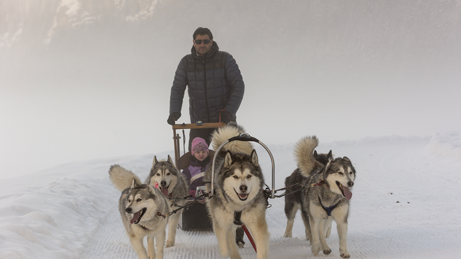 Chiens de traineau