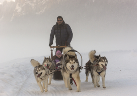 Chiens de traineau