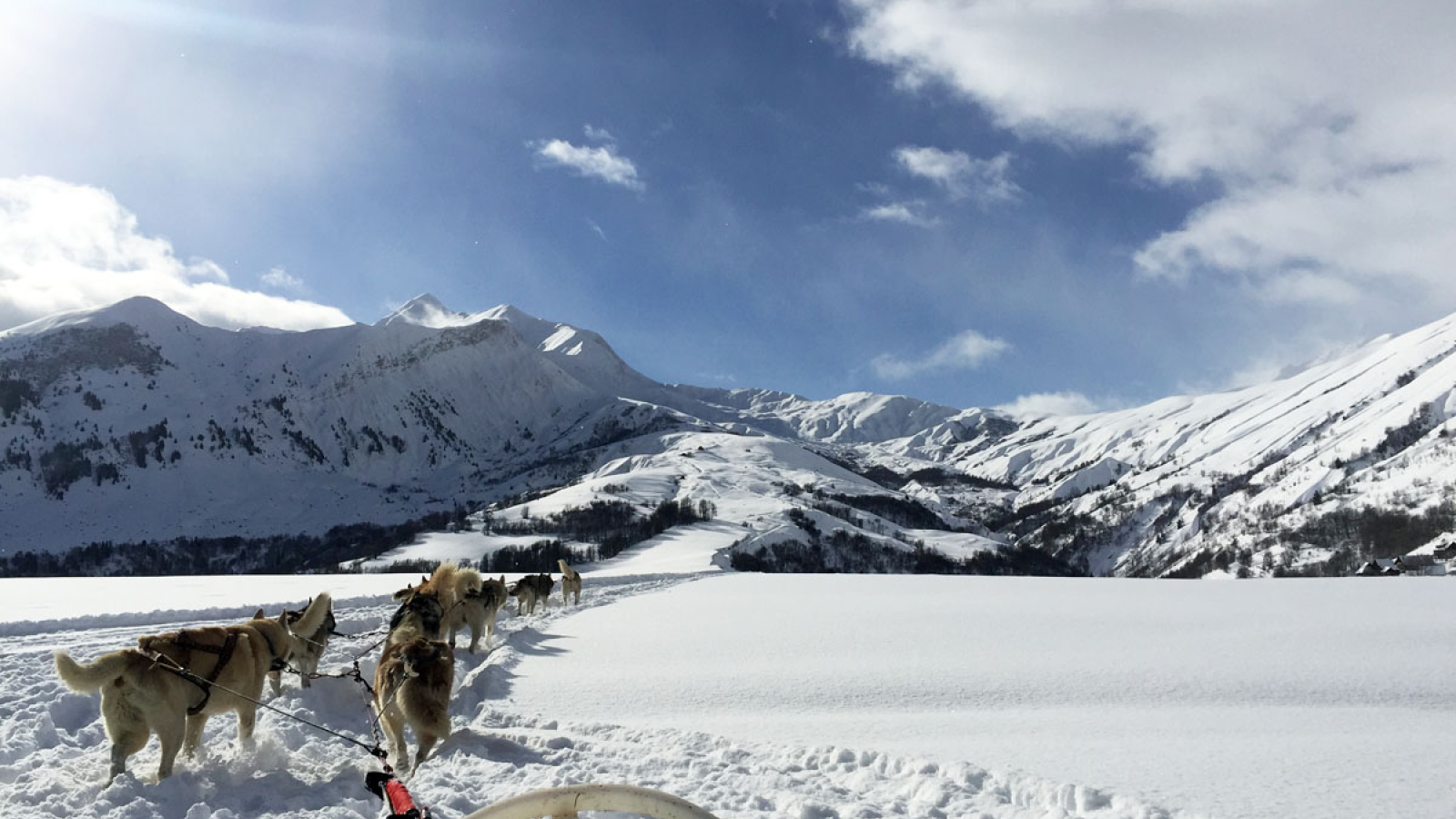 Chiens de traineaux