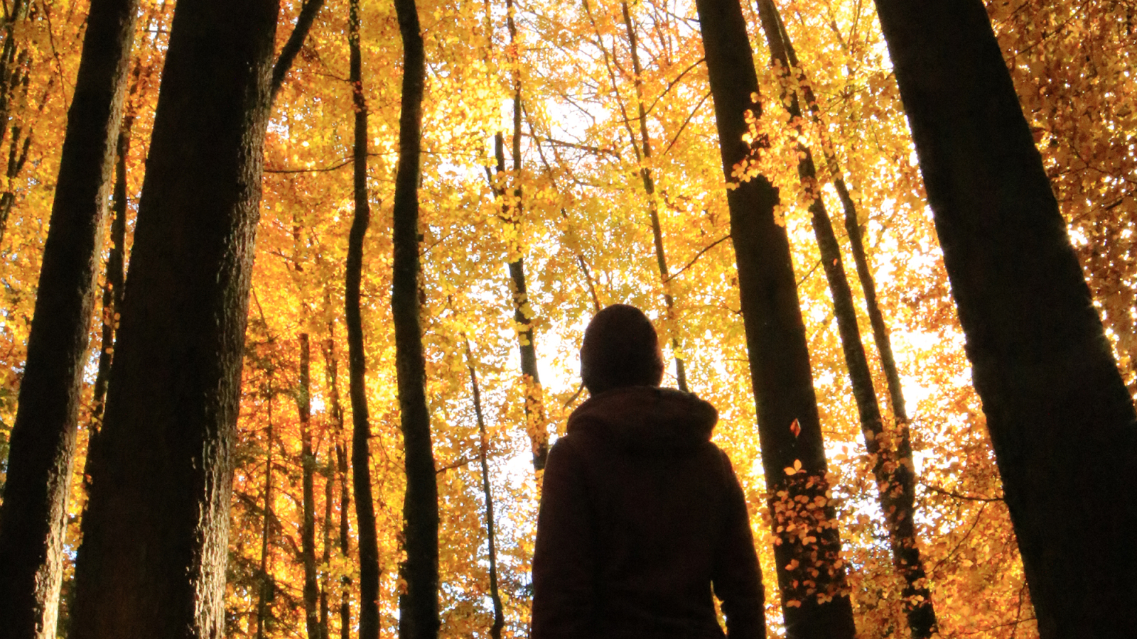 Randonnées en forêt pour découvrir le Wood Wild Web