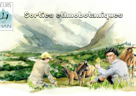 Ethnobotanical outing with Fleurs des Shan