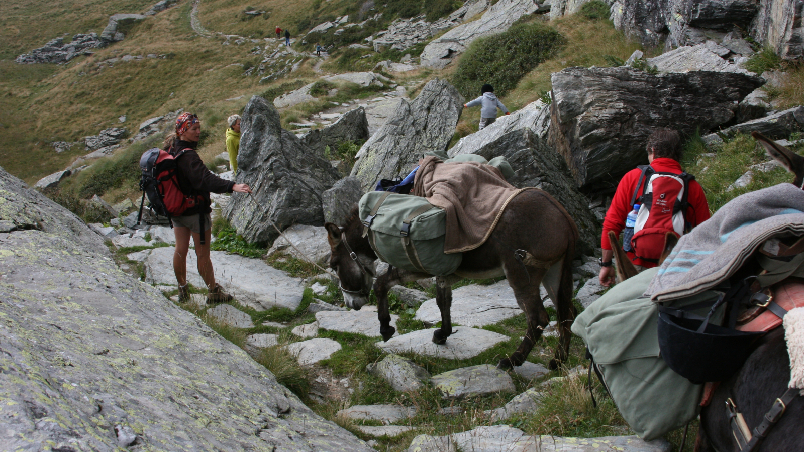 Donkeys rental