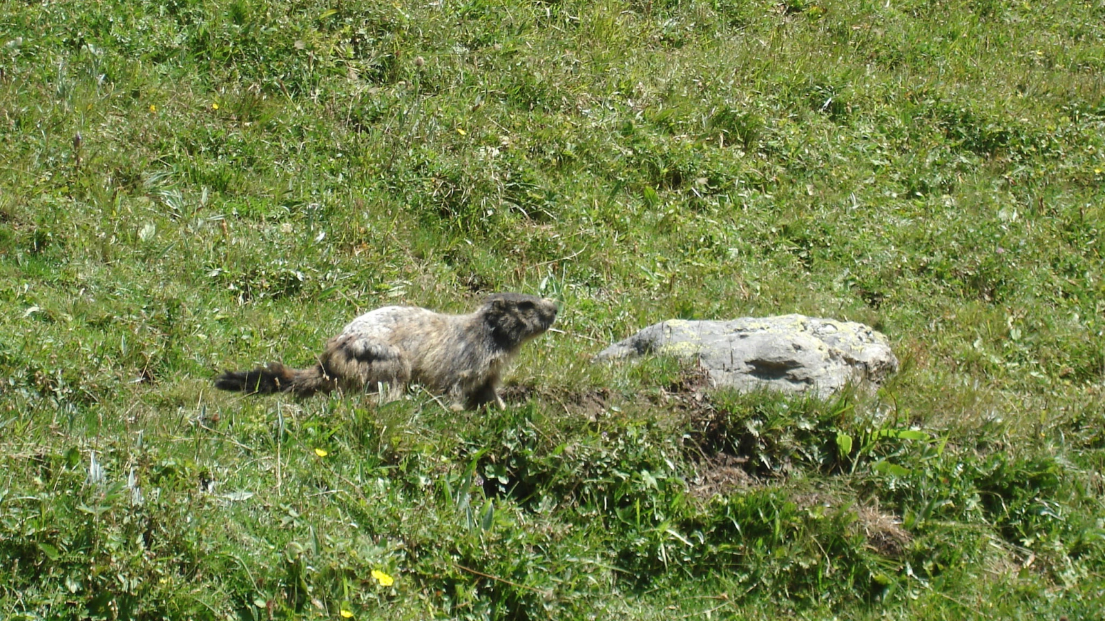 Marmotte