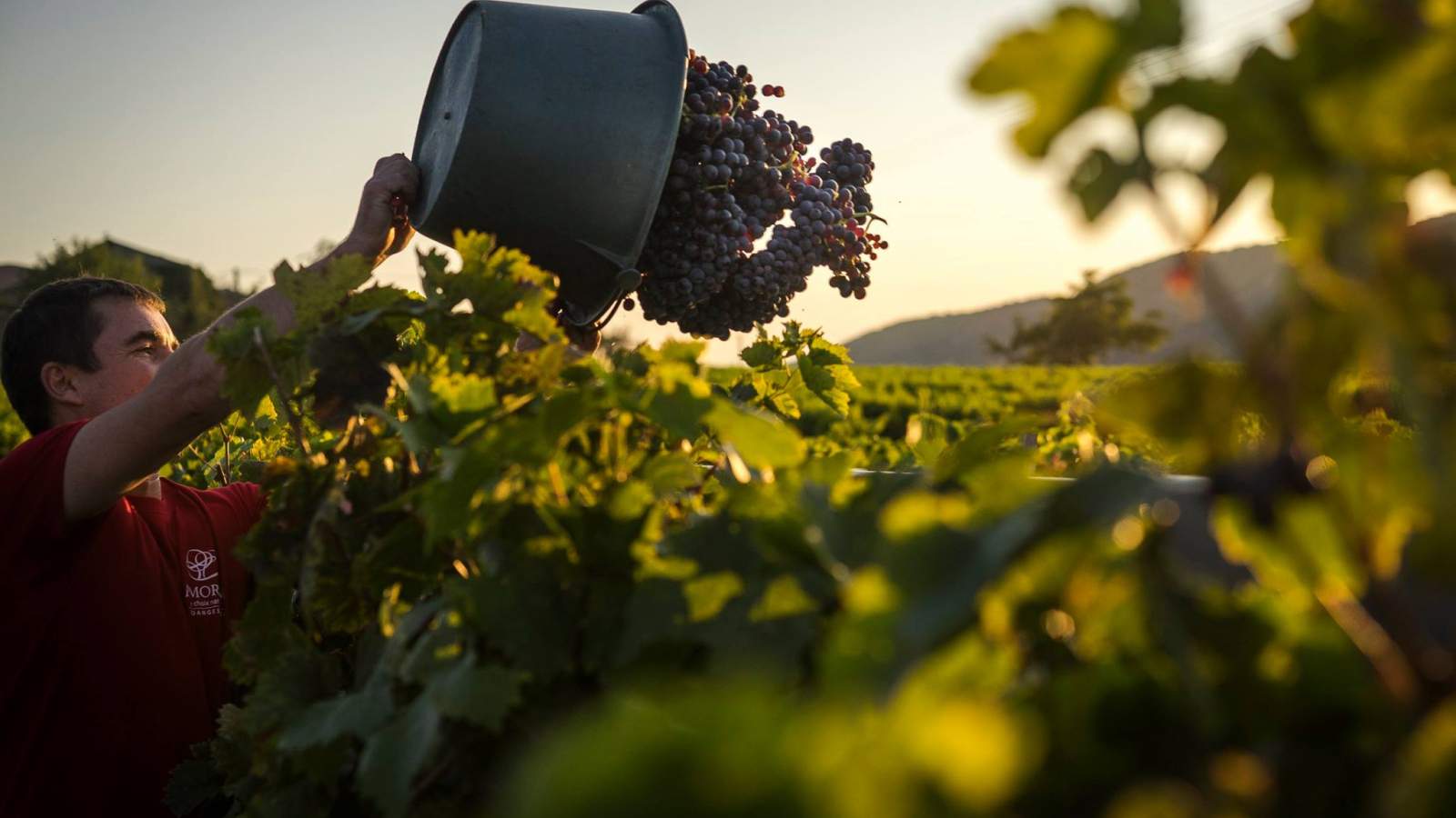 Vendanges à Valvignères