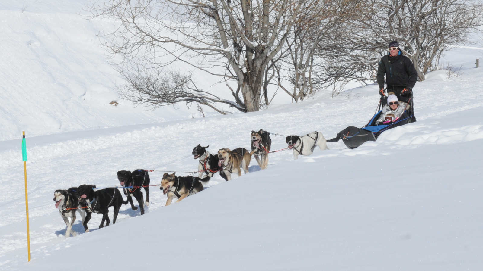 Course chien de traîneau - Tarentaise Traîneau Mushing