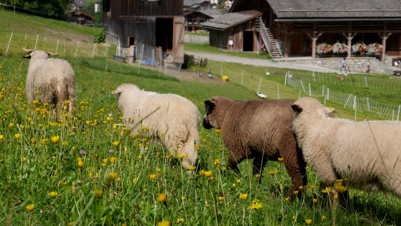 Les petits fermiers