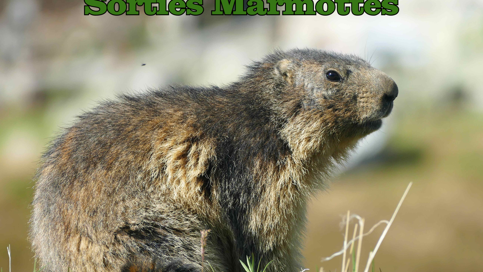 marmotte