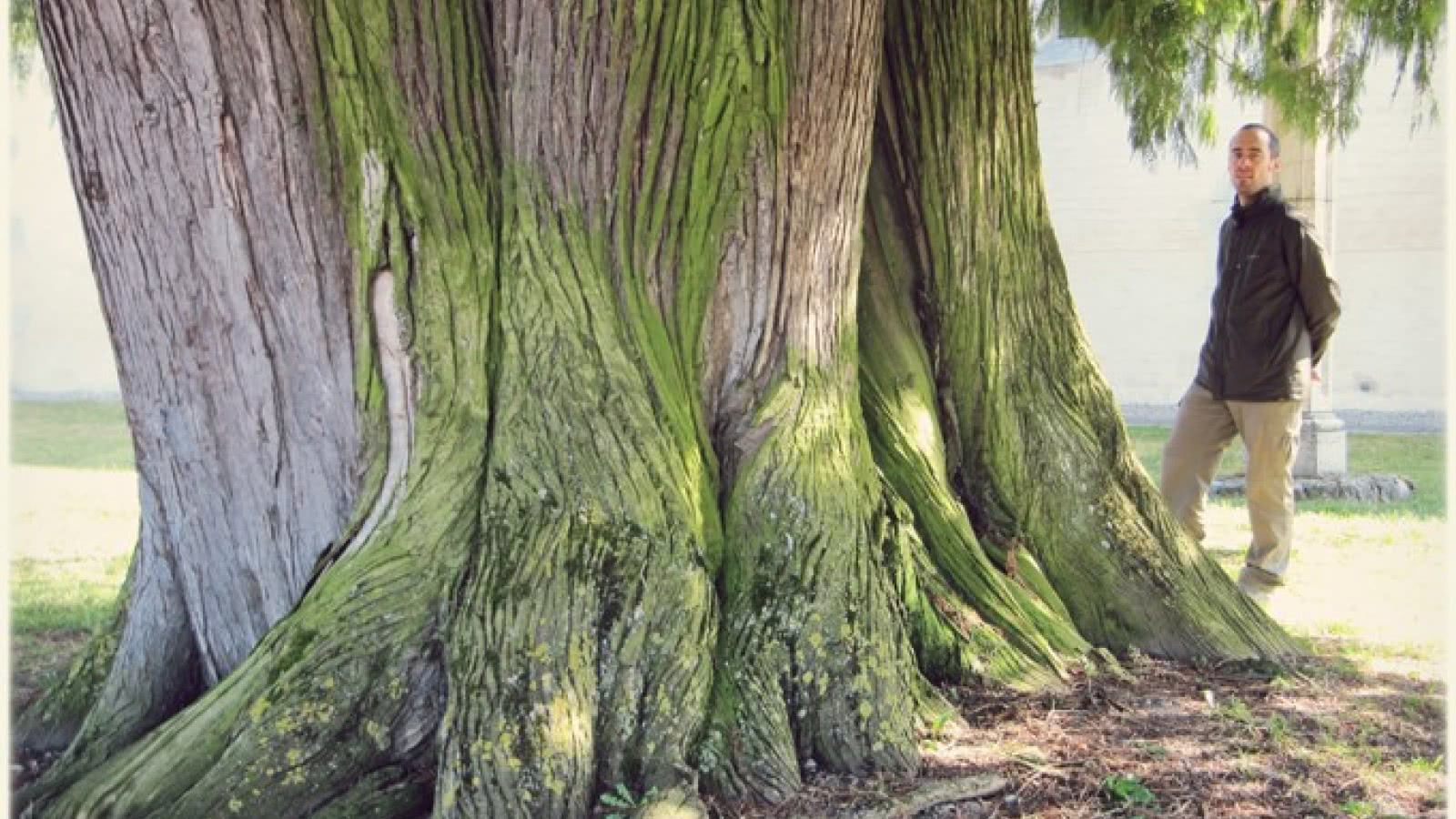 Conférence - Arbre remarquable de Haute-Savoie - Paysalp