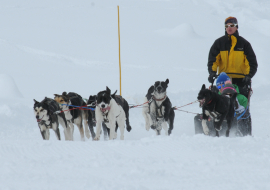 Course chien de traîneau - Tarentaise Traîneau Mushing