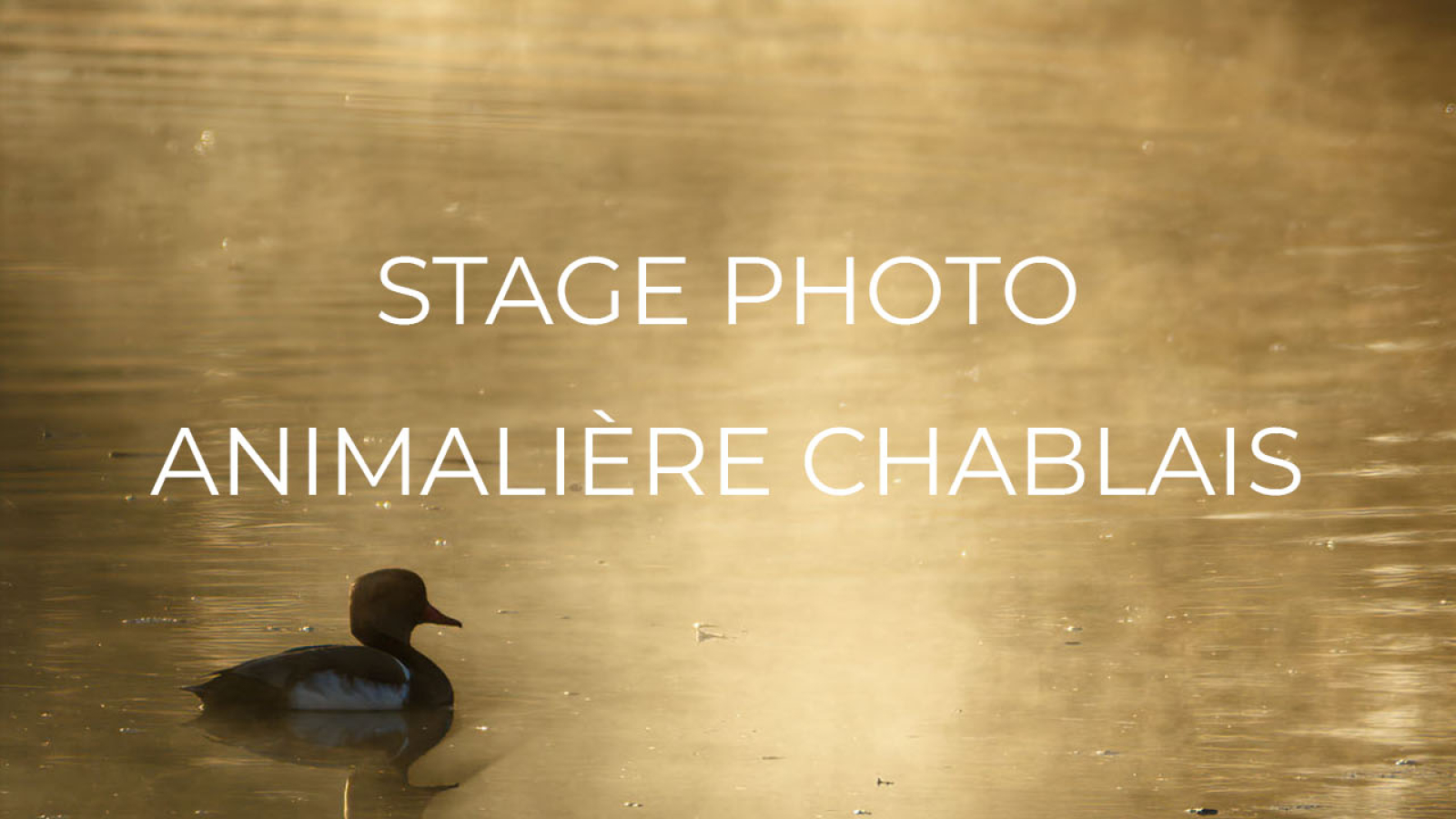 Stage photo animalier Chablais