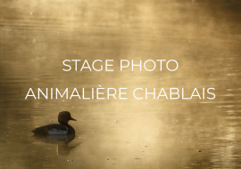 Stage photo animalier Chablais