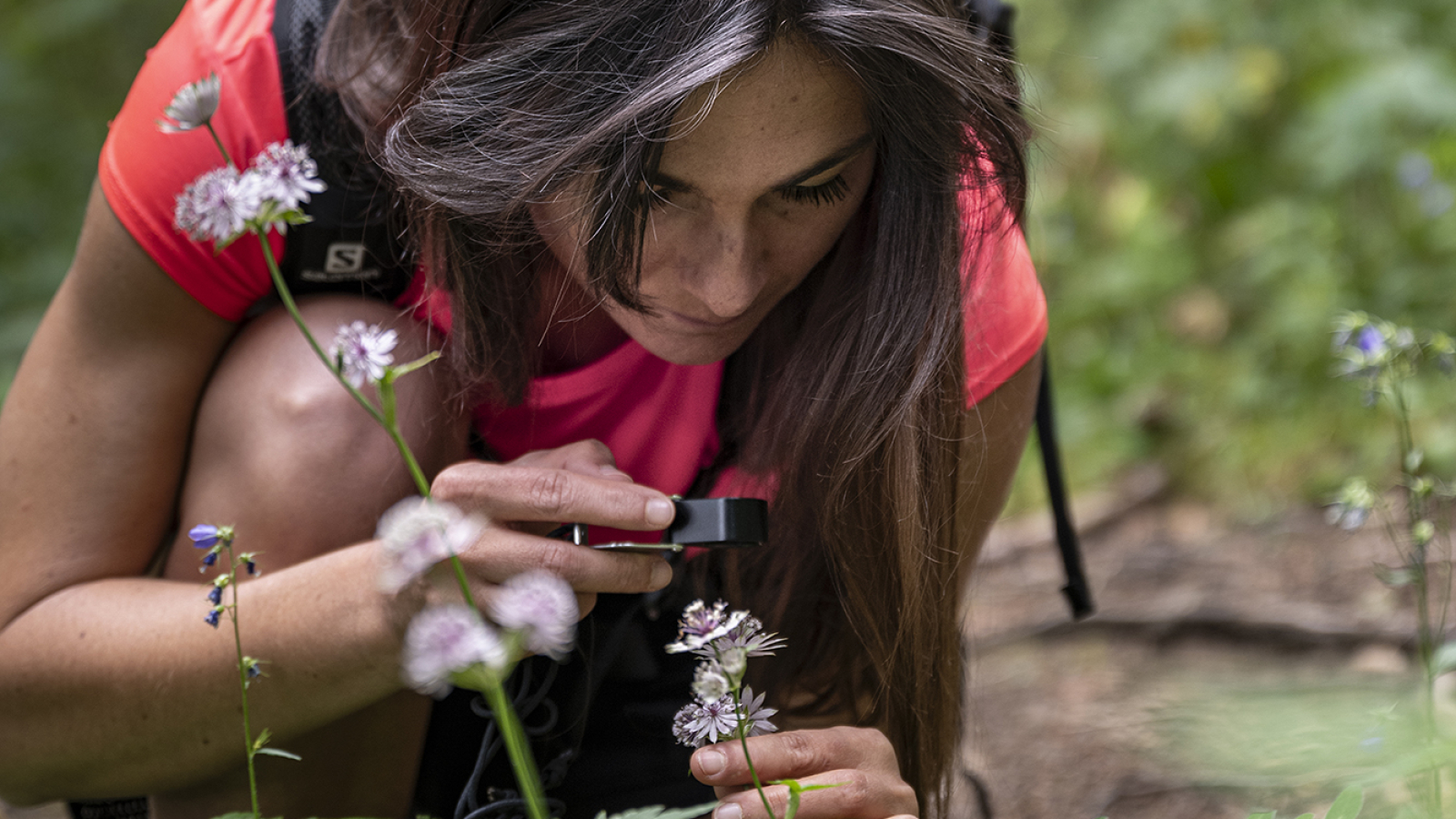 Randonnée plantes comestibles et culinaires