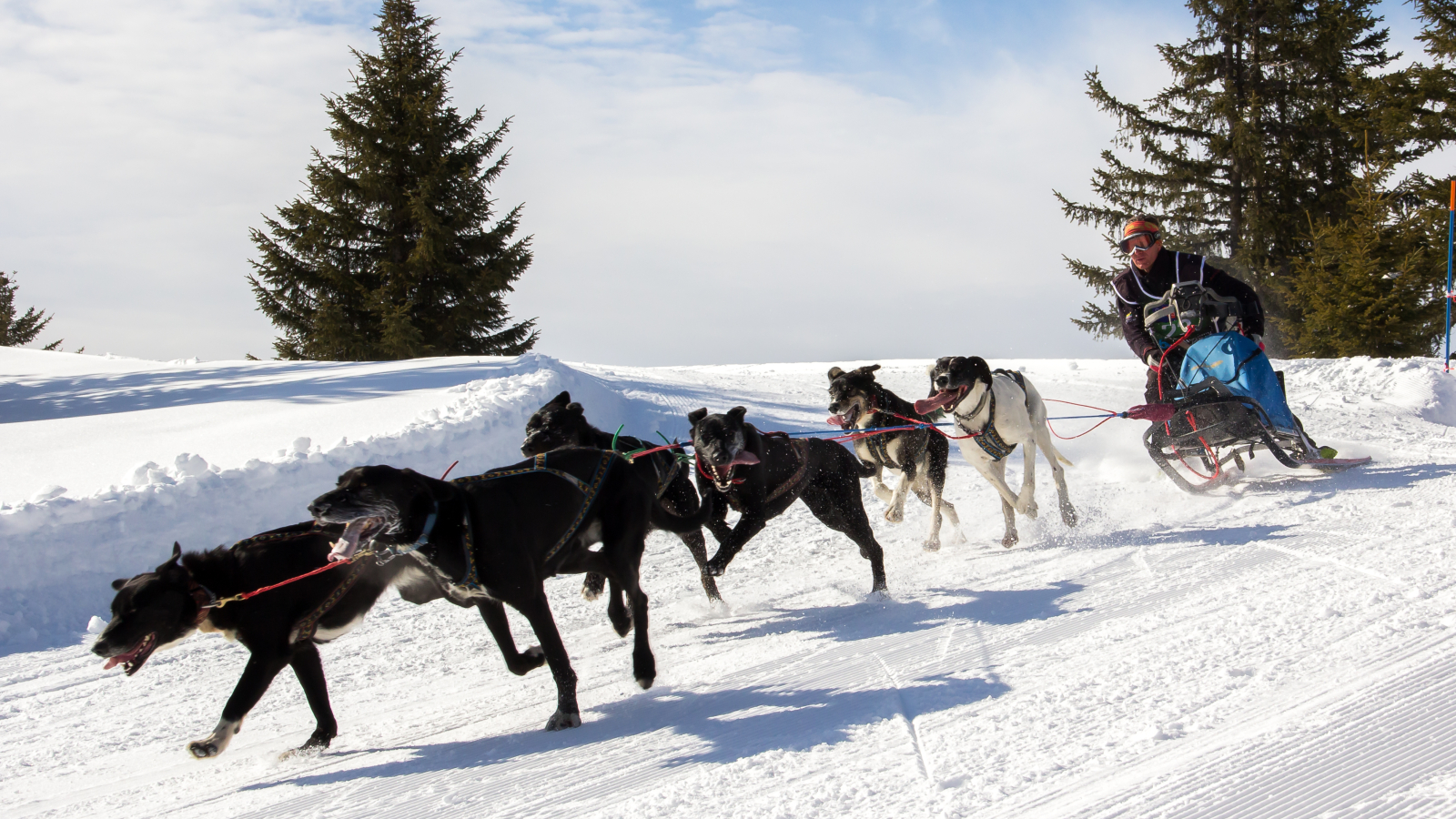 Course chien de traîneau - Tarentaise Traîneau Mushing