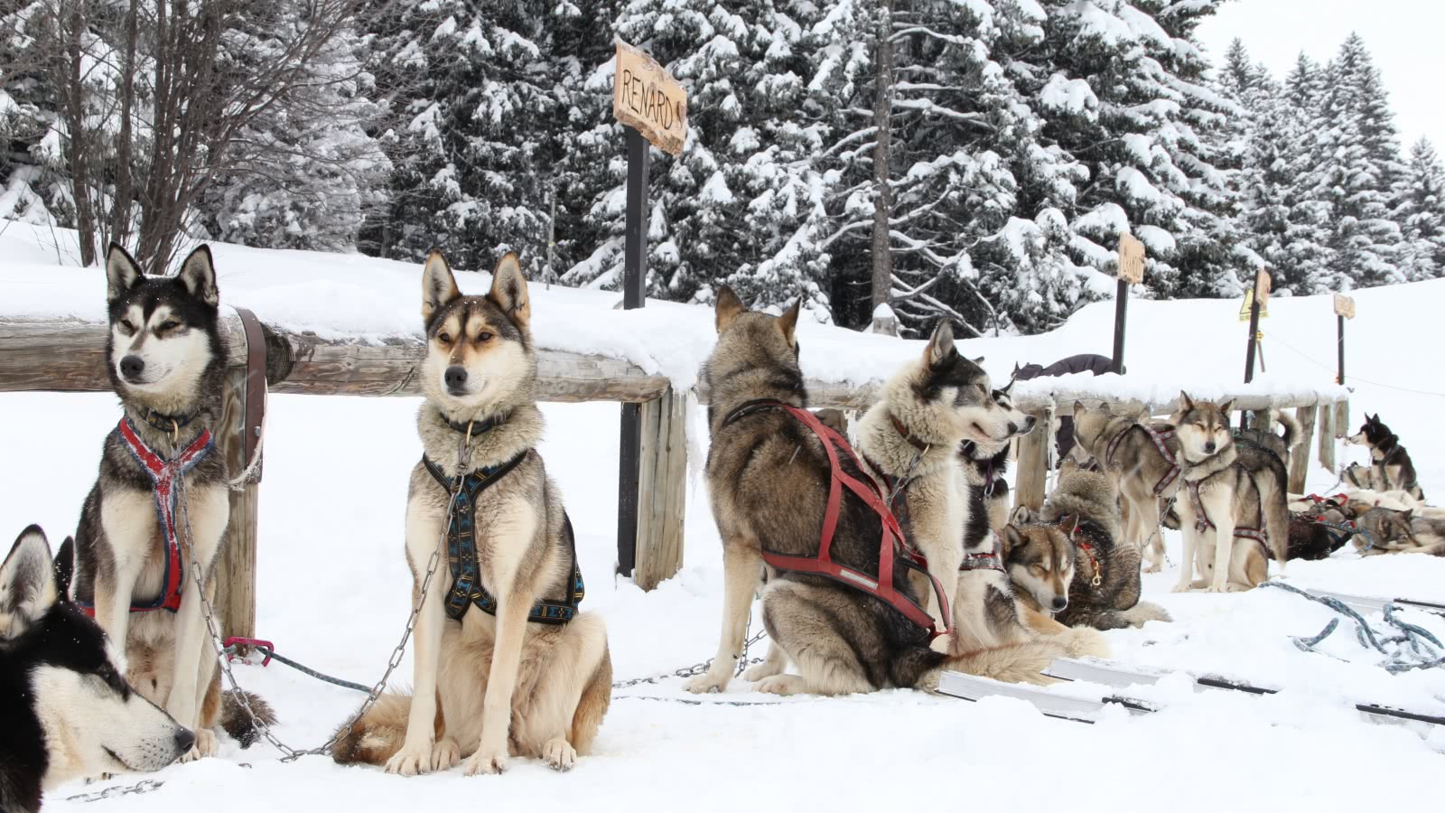 Children intruction to mushing