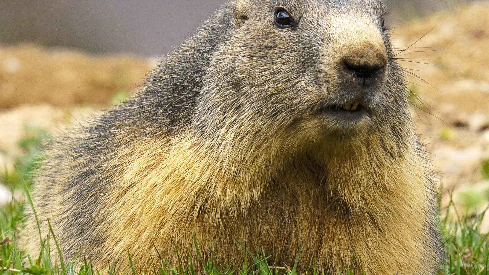 Une des marmottes de la colonie de Cœur de Pralin