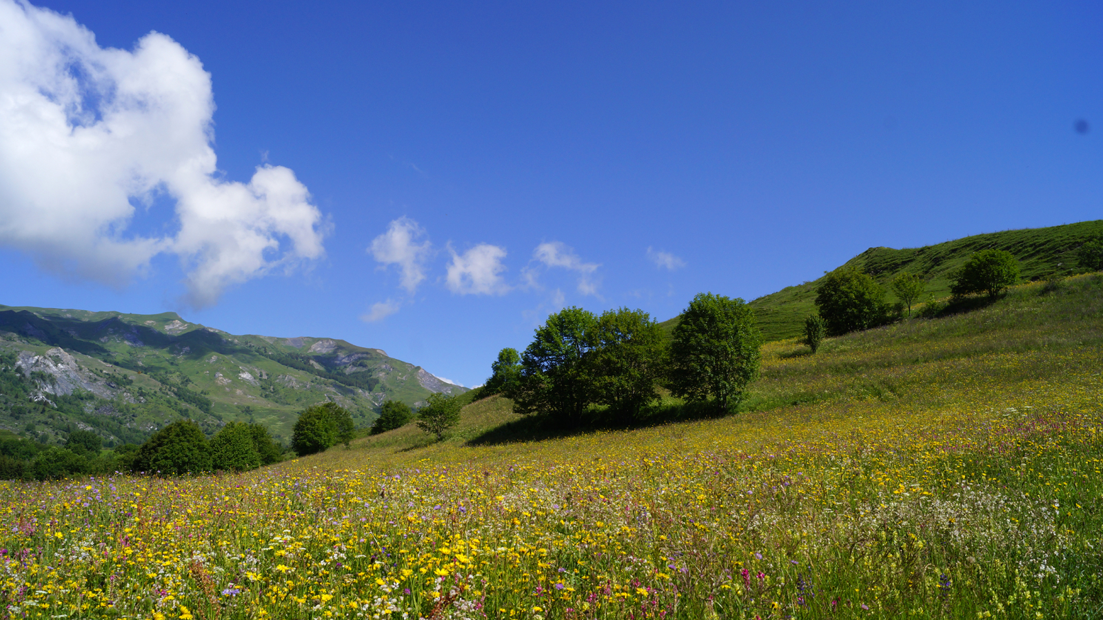 Flower pastures in La Rochette @LaToussuire