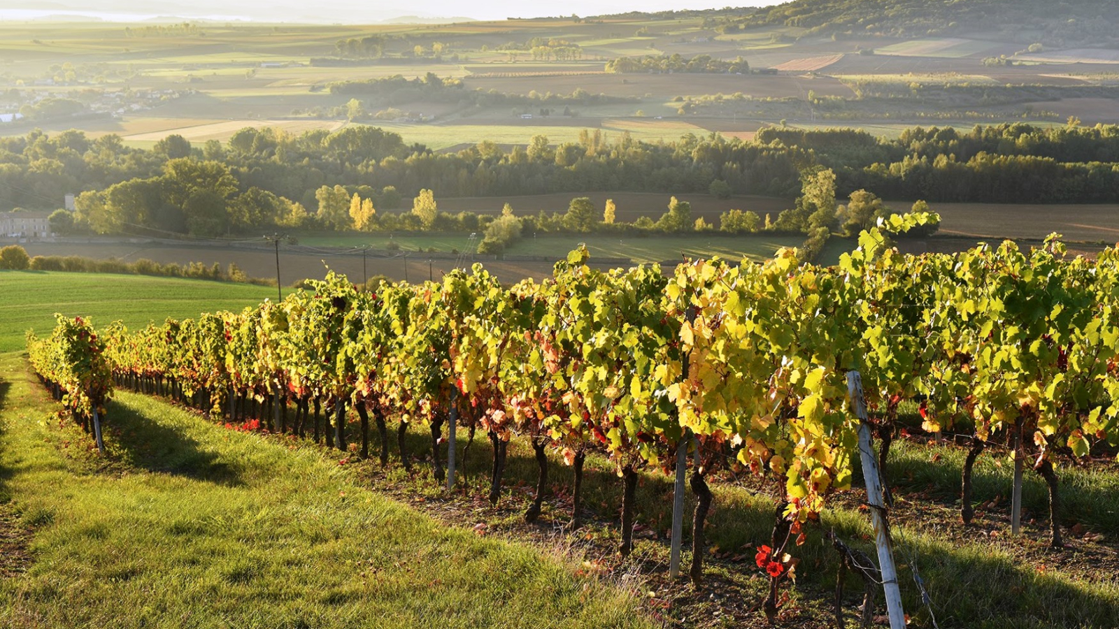 Randonnée dans le vignoble de Boudes