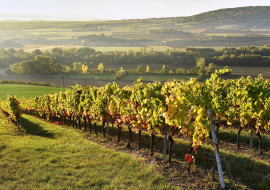 Randonnée dans le vignoble de Boudes