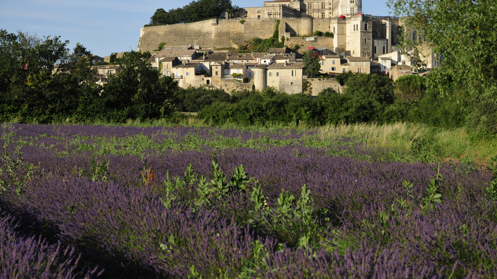 Grignan et ses lavandes - Village de Grignan