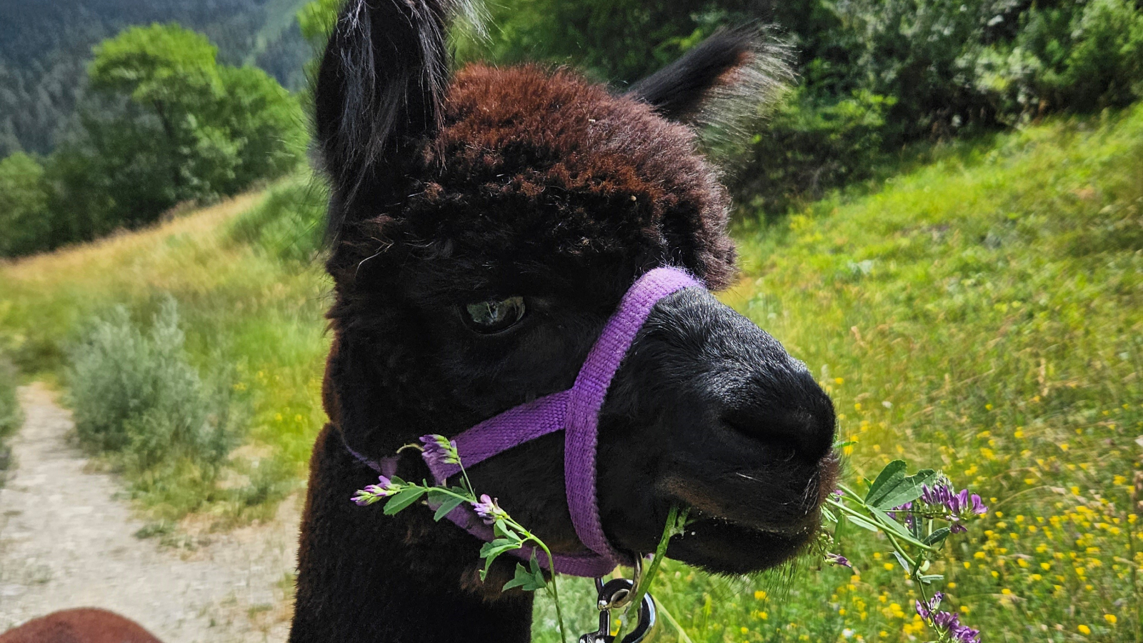 Black alpaca