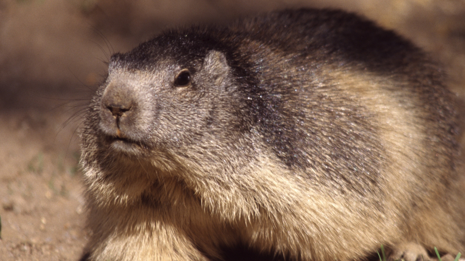 marmottes