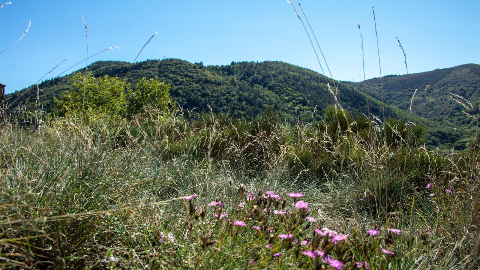 Montpezat sous Bauzon - Faune et montagne ©sourcesetvolcans