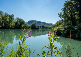 Vue sur le Rhône depuis le sentier Envirhôna - Balcons du Dauphiné