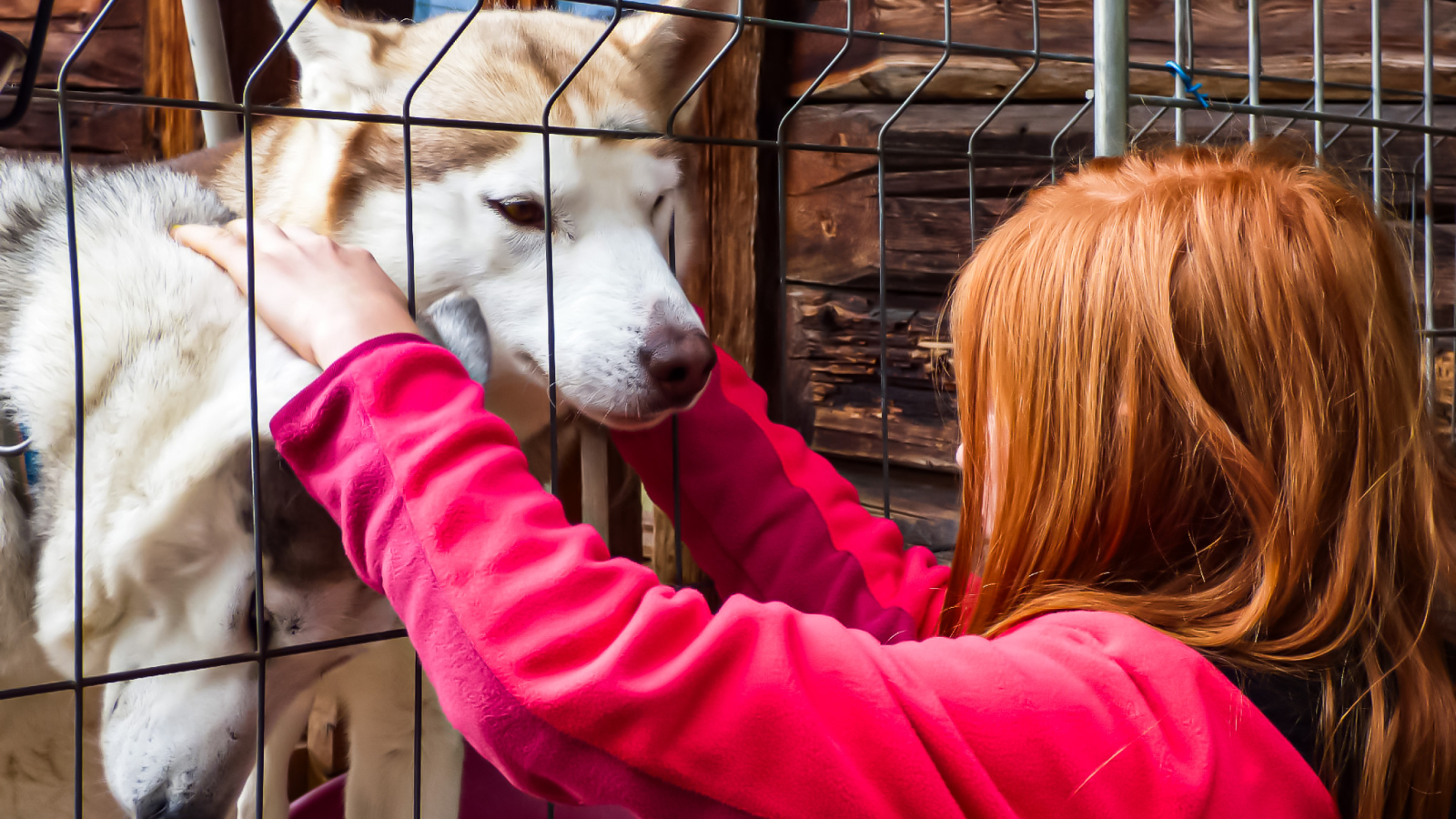 Visit to the kennels in Magland