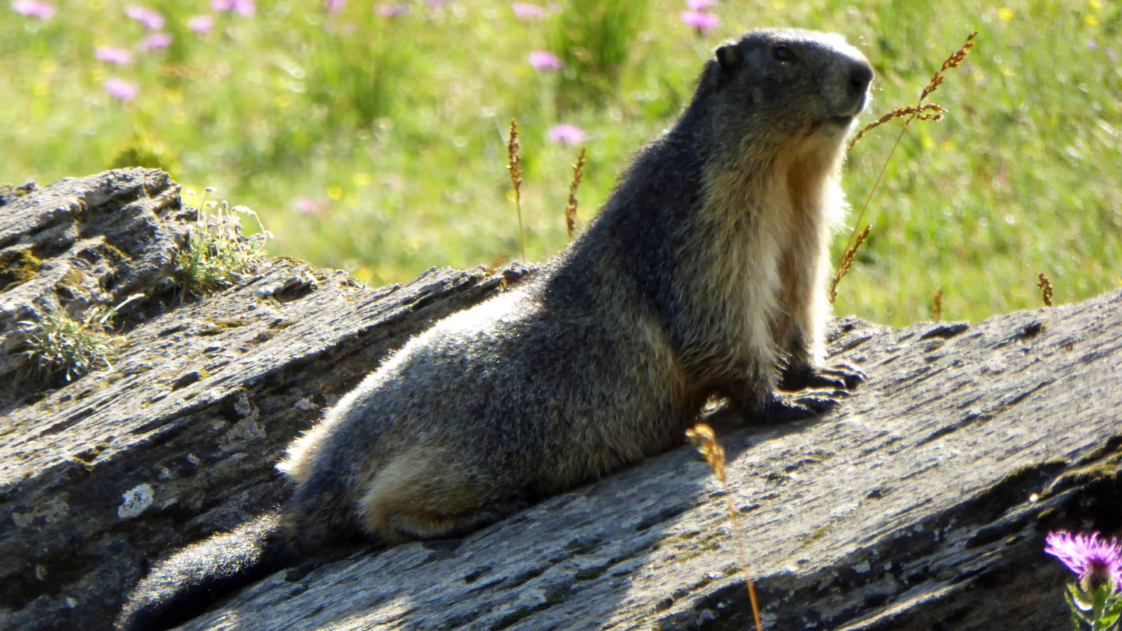 Marmottes randonnée familiale