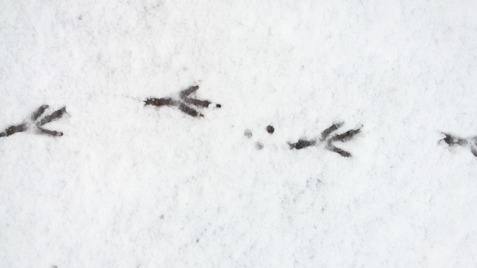 Traces dans la neige