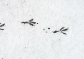 Traces dans la neige