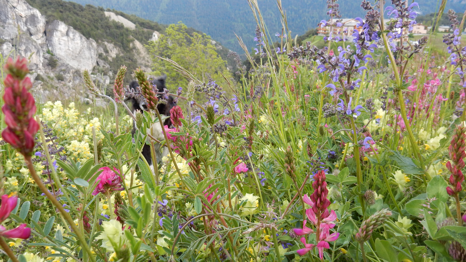 Ethnobotany