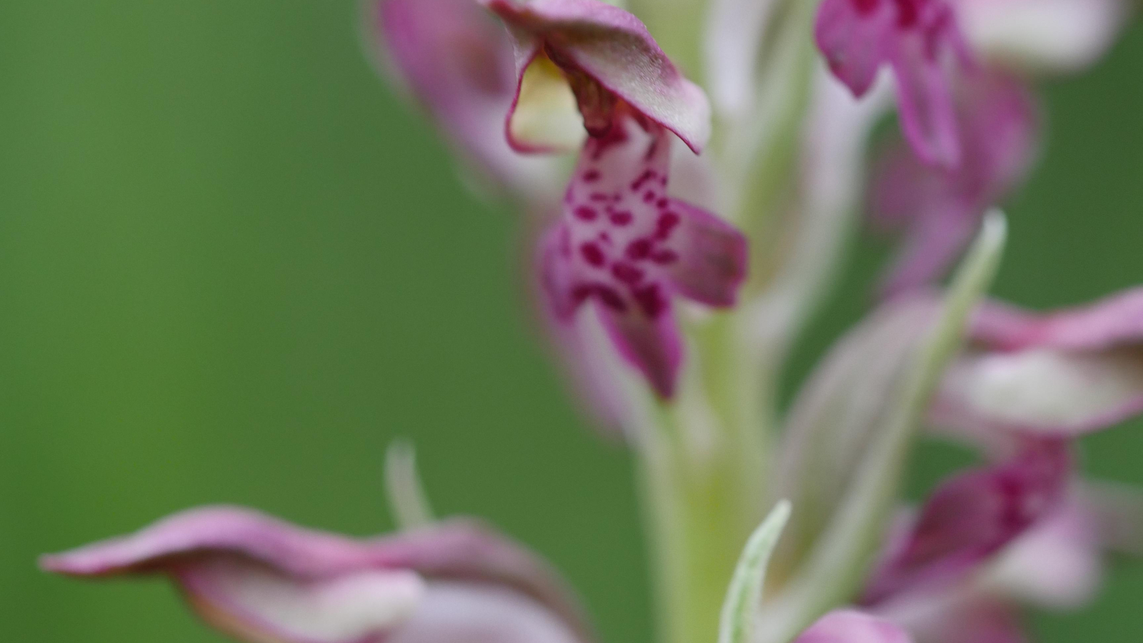 Orchis parfumée - Fleur protégée