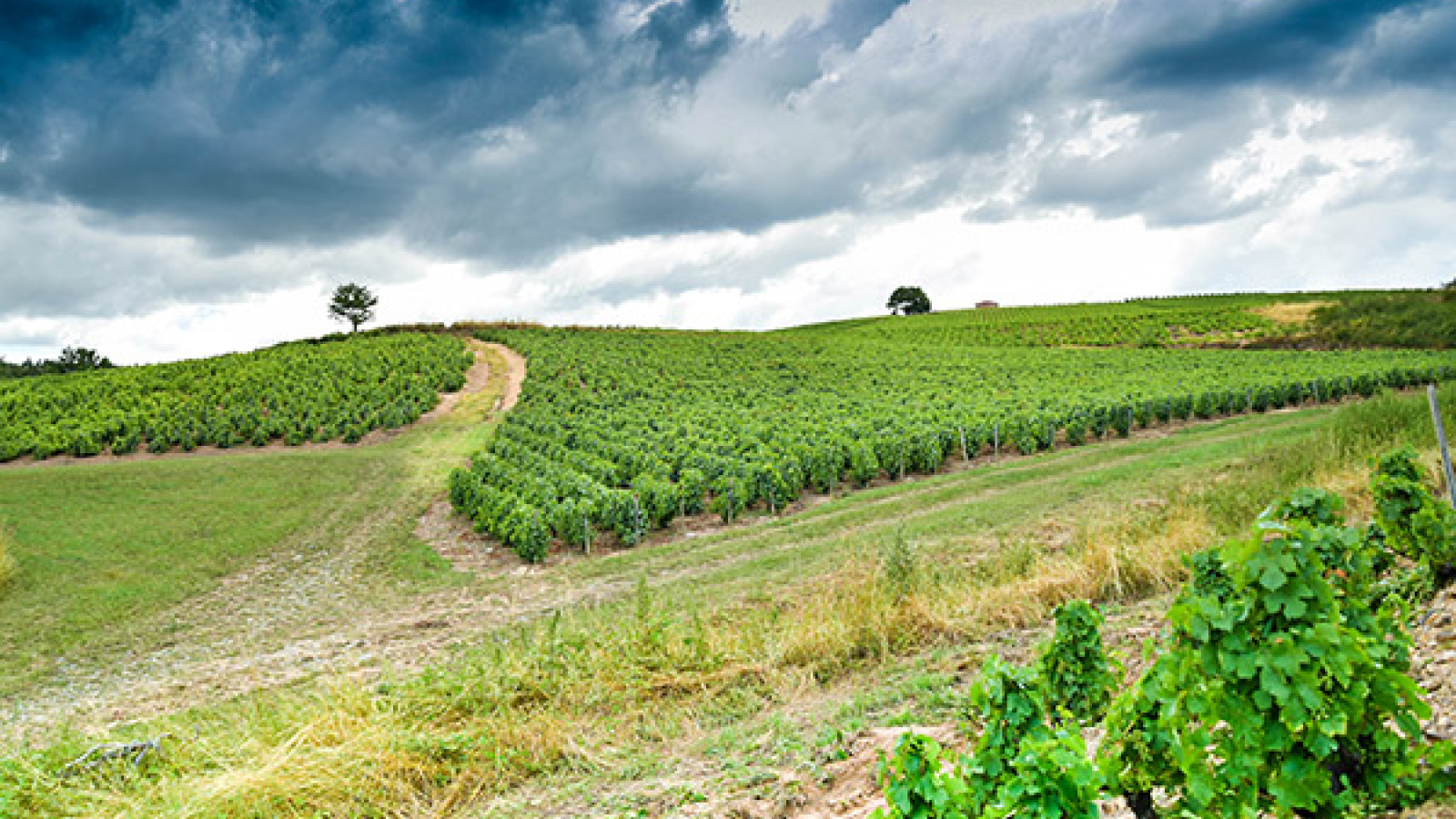 Paysage Beaujolais