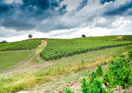 Paysage Beaujolais