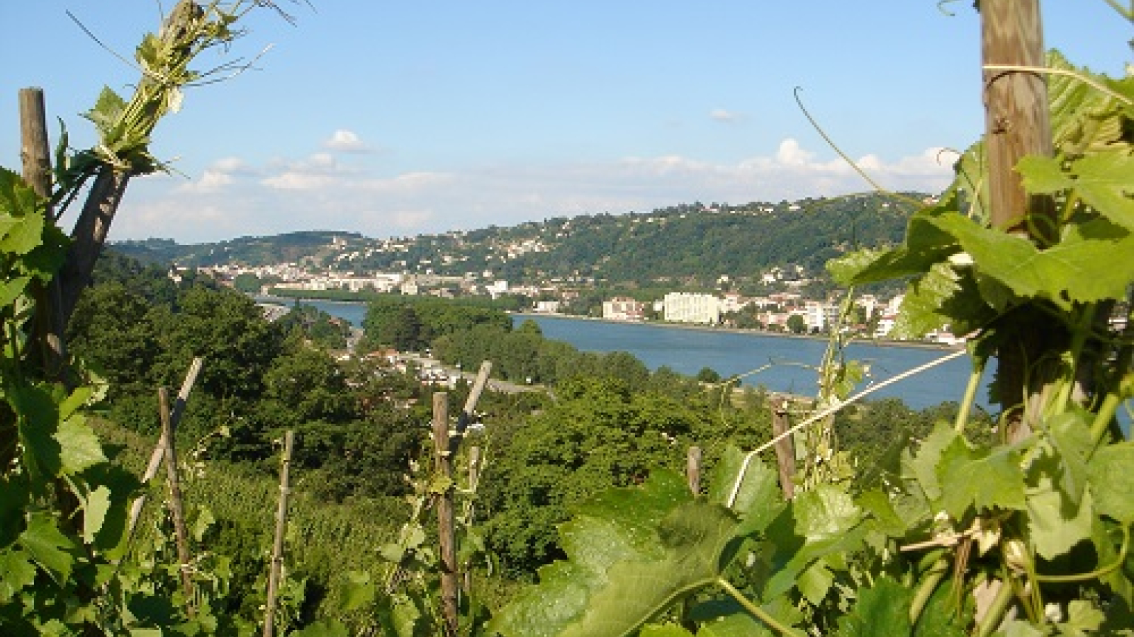 Vue au sommet du vignoble de Côte-Rôtie