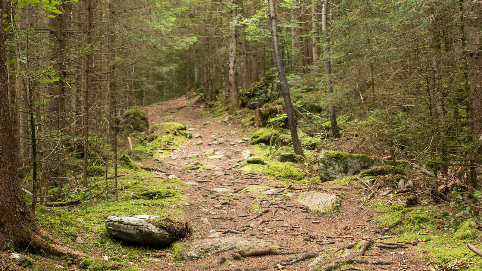 Le sentier dans la forêt