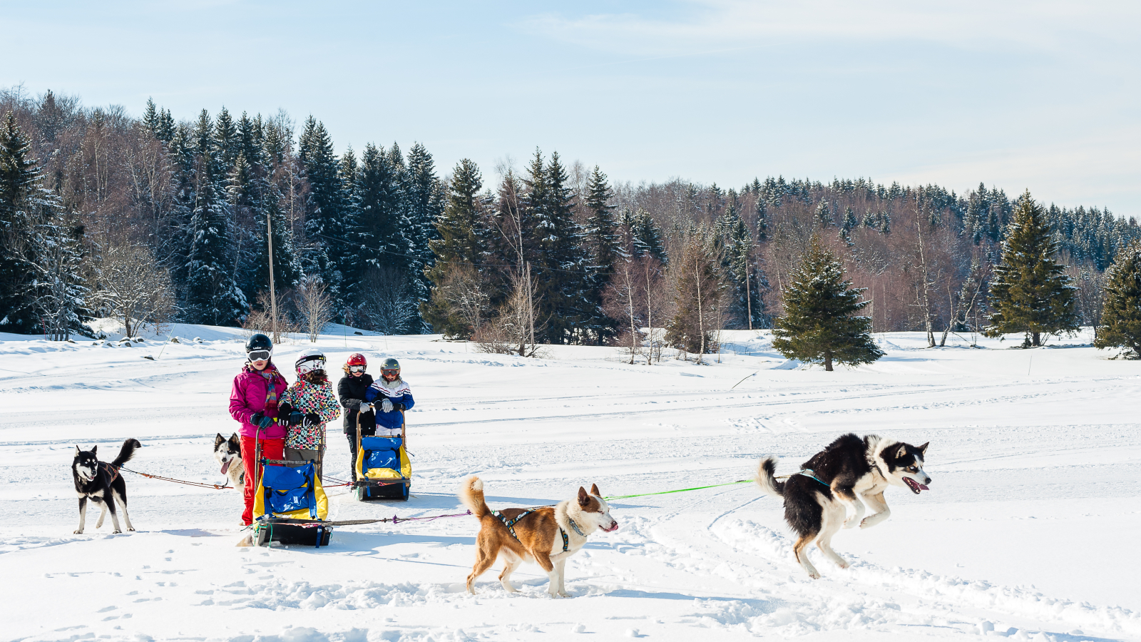 Chiens de traîneaux Alpe du Grand Serre