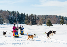 Chiens de traîneaux Alpe du Grand Serre