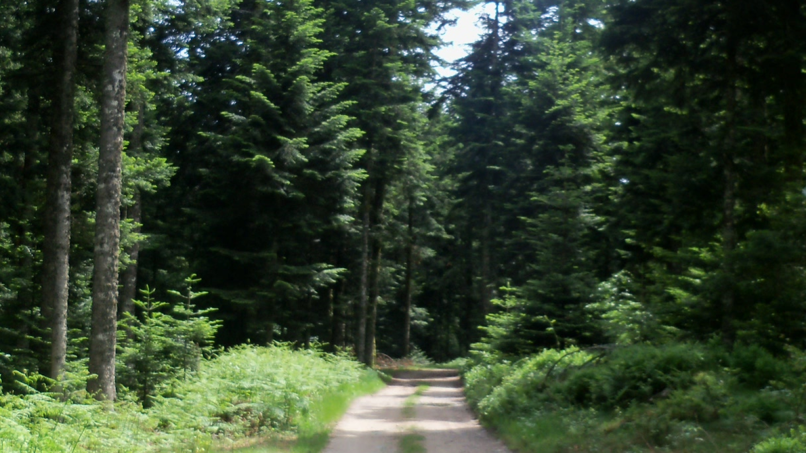 Chemin de randonnée à Laprugne