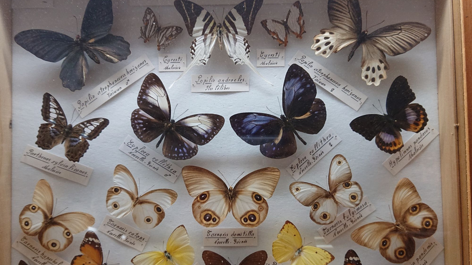 Papillons