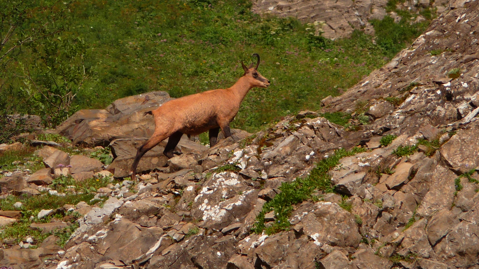 Chamois