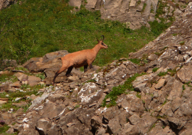 Chamois