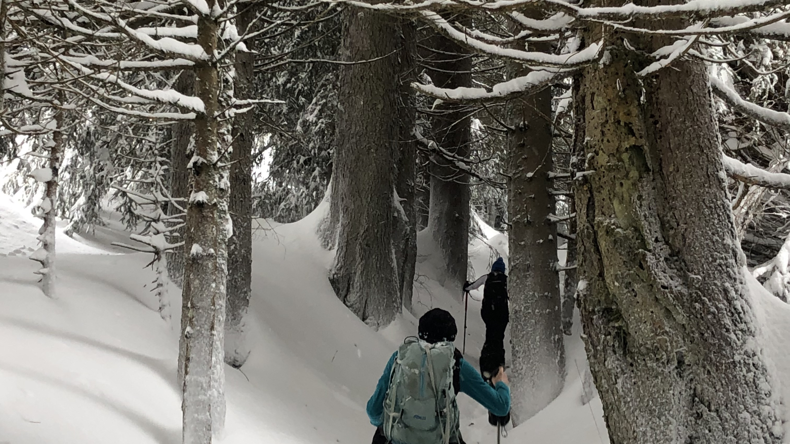 La forêt des Rutines