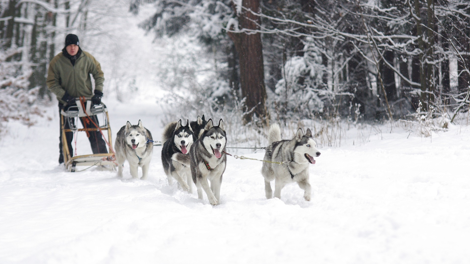 Traîneaux à chien