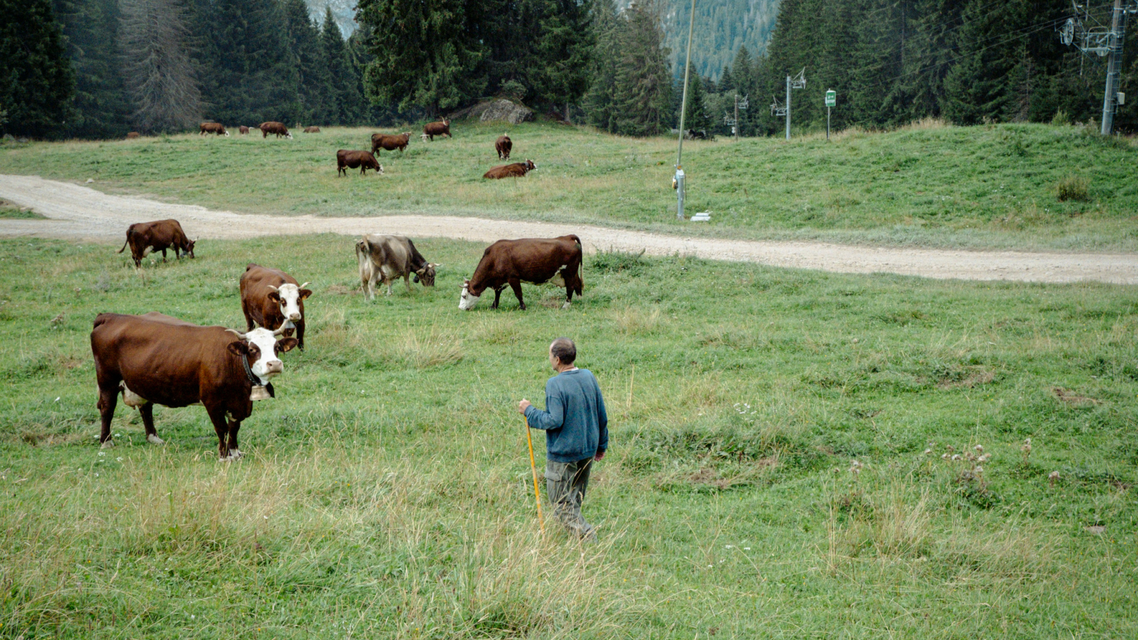 Régis en pâture avec ses vaches à l'alpage Lou M'nias